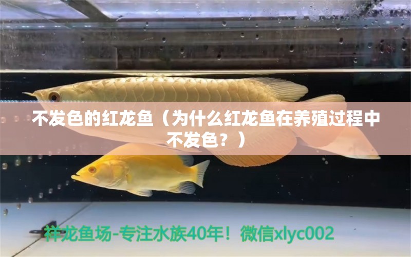 不發(fā)色的紅龍魚（為什么紅龍魚在養(yǎng)殖過程中不發(fā)色？）