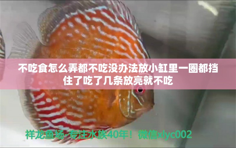 不吃食怎么弄都不吃沒辦法放小缸里一圈都擋住了吃了幾條放亮就不吃 泰龐海鰱魚