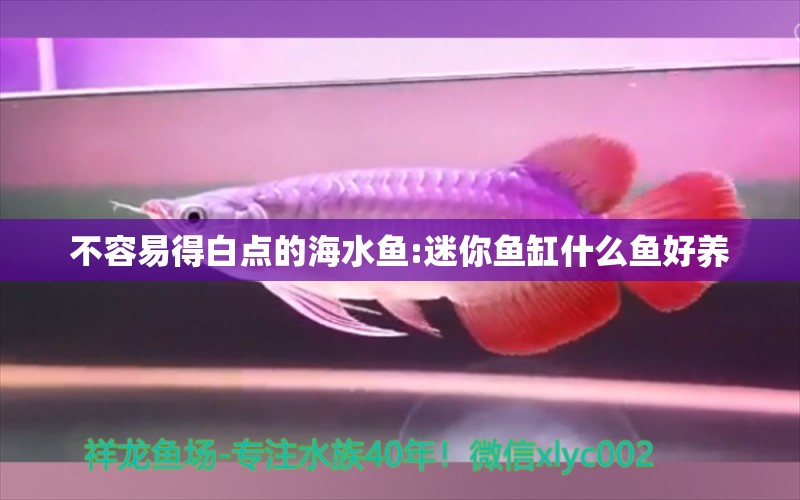 不容易得白點的海水魚:迷你魚缸什么魚好養(yǎng)