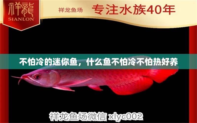 不怕冷的迷你魚，什么魚不怕冷不怕熱好養(yǎng) 養(yǎng)魚的好處 第2張