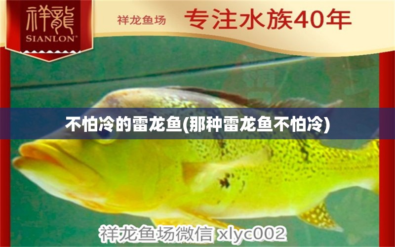 不怕冷的雷龍魚(那種雷龍魚不怕冷) 廣州龍魚批發(fā)市場