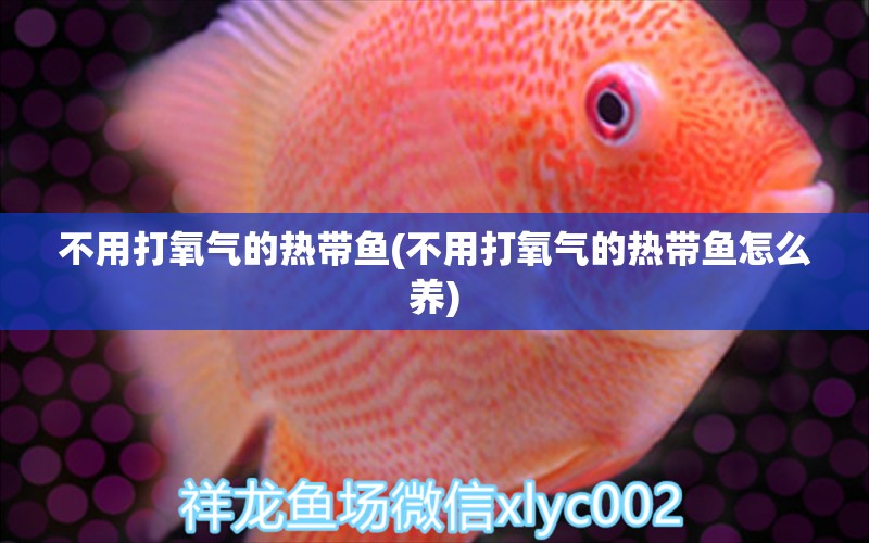 不用打氧氣的熱帶魚(不用打氧氣的熱帶魚怎么養(yǎng)) 龍魚專用燈