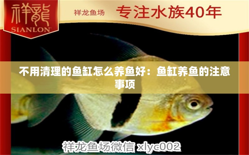 不用清理的魚缸怎么養(yǎng)魚好：魚缸養(yǎng)魚的注意事項 魚缸百科 第2張