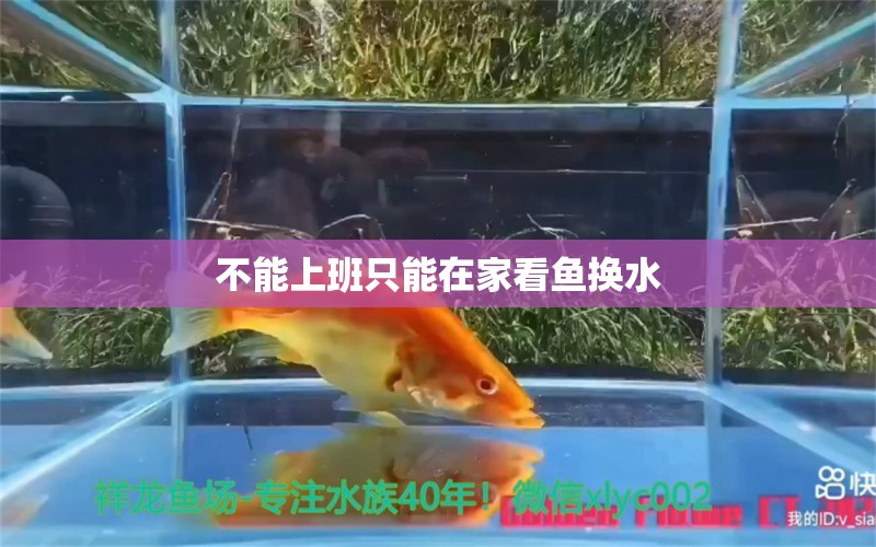 不能上班只能在家看魚(yú)換水 斯維尼關(guān)刀魚(yú)