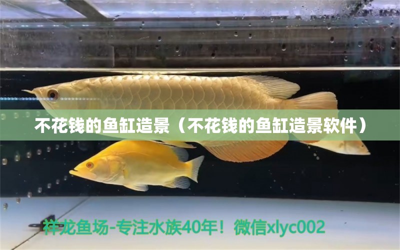 不花錢的魚缸造景（不花錢的魚缸造景軟件） 哥倫比亞巨暴魚苗