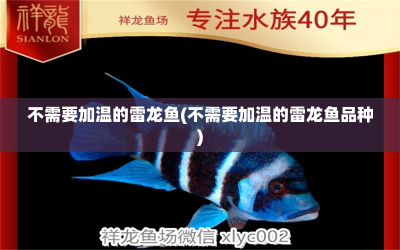 不需要加溫的雷龍魚(不需要加溫的雷龍魚品種) 虎魚魚苗