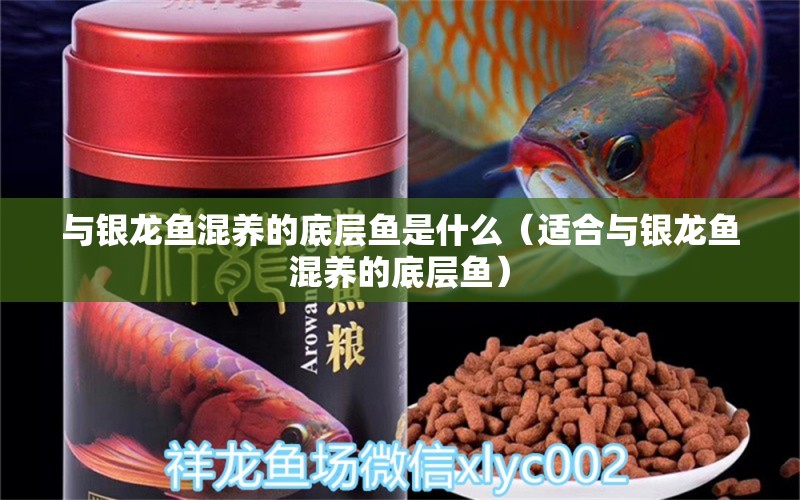 與銀龍魚混養(yǎng)的底層魚是什么（適合與銀龍魚混養(yǎng)的底層魚） 水族問答 第2張