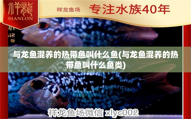 與龍魚混養(yǎng)的熱帶魚叫什么魚(與龍魚混養(yǎng)的熱帶魚叫什么魚類)