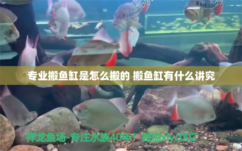 專業(yè)搬魚(yú)缸是怎么搬的 搬魚(yú)缸有什么講究 白子金龍魚(yú) 第1張