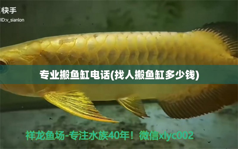 專業(yè)搬魚缸電話(找人搬魚缸多少錢) 撒旦鴨嘴魚