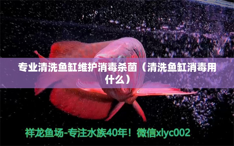 專業(yè)清洗魚缸維護(hù)消毒殺菌（清洗魚缸消毒用什么）