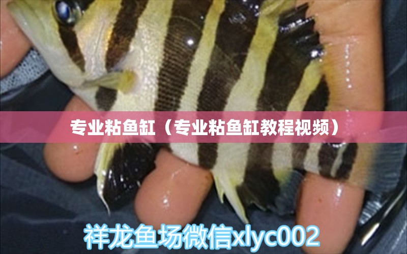 專業(yè)粘魚缸（專業(yè)粘魚缸教程視頻） 蝴蝶鯉魚苗