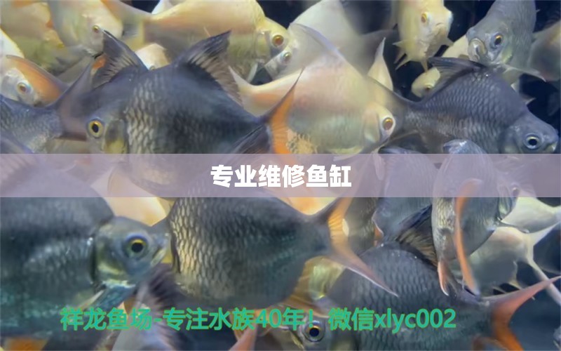 專業(yè)維修魚缸 其他品牌魚缸