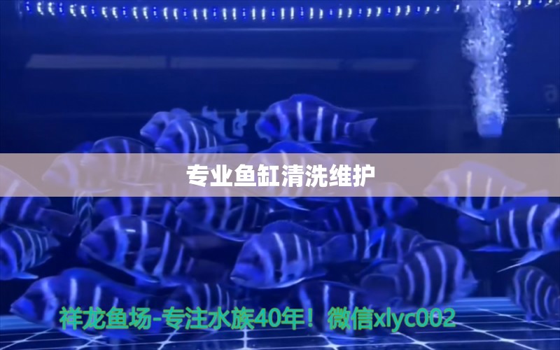 專業(yè)魚(yú)缸清洗維護(hù) 其他品牌魚(yú)缸