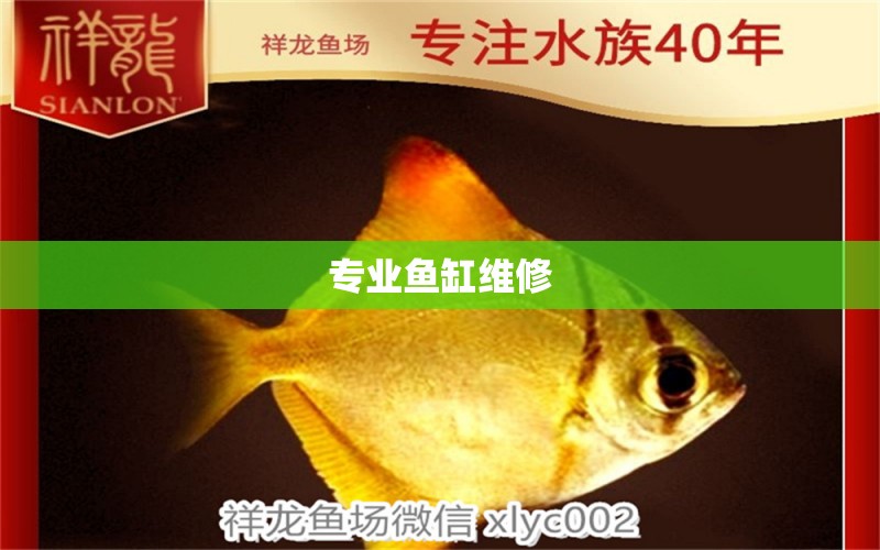 專業(yè)魚缸維修