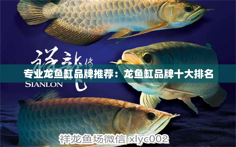 專業(yè)龍魚缸品牌推薦：龍魚缸品牌十大排名