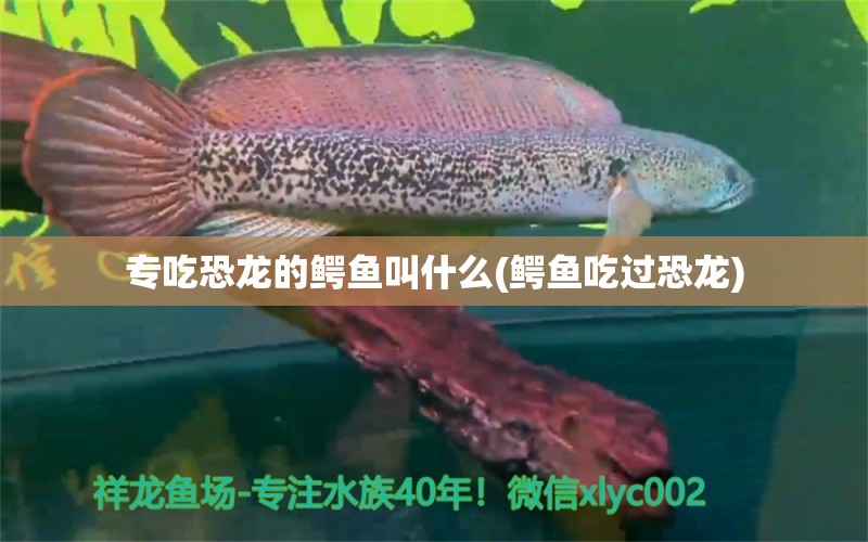 專吃恐龍的鱷魚叫什么(鱷魚吃過恐龍) 水草