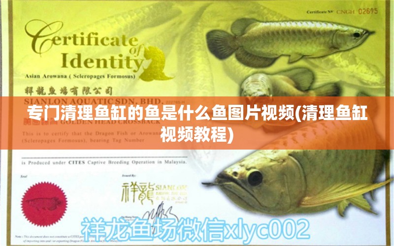 專門清理魚缸的魚是什么魚圖片視頻(清理魚缸視頻教程) 綠皮皇冠豹魚