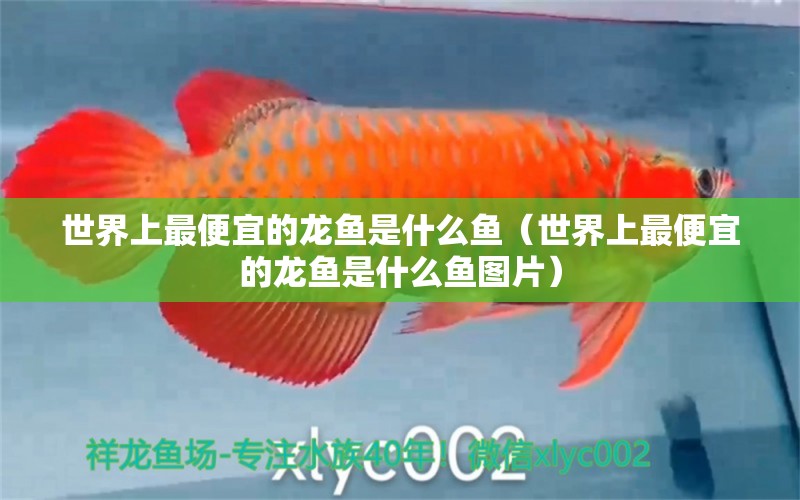 世界上最便宜的龍魚是什么魚（世界上最便宜的龍魚是什么魚圖片） 量子養(yǎng)魚技術(shù)