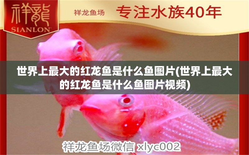 世界上最大的紅龍魚是什么魚圖片(世界上最大的紅龍魚是什么魚圖片視頻) 龍魚專用燈