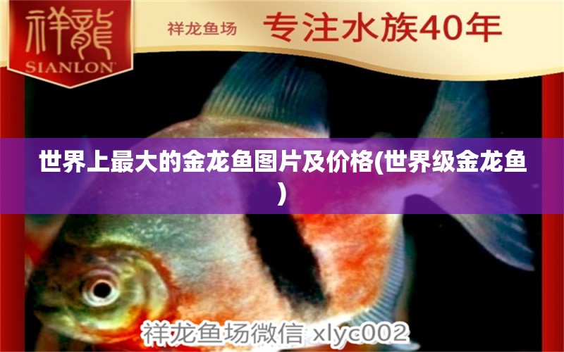 世界上最大的金龍魚圖片及價格(世界級金龍魚)