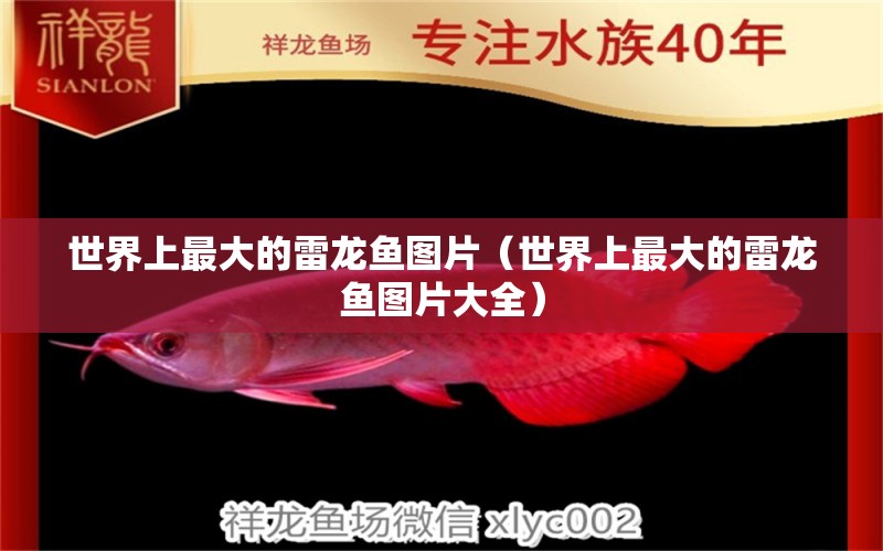 世界上最大的雷龍魚圖片（世界上最大的雷龍魚圖片大全）