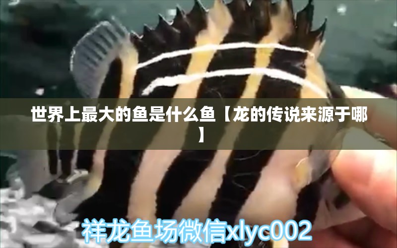 世界上最大的魚是什么魚【龍的傳說來源于哪】