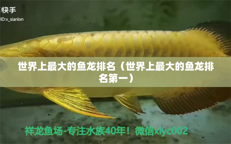 世界上最大的魚龍排名（世界上最大的魚龍排名第一）