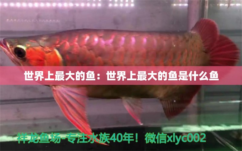 世界上最大的魚(yú)：世界上最大的魚(yú)是什么魚(yú) 奈及利亞紅圓點(diǎn)狗頭