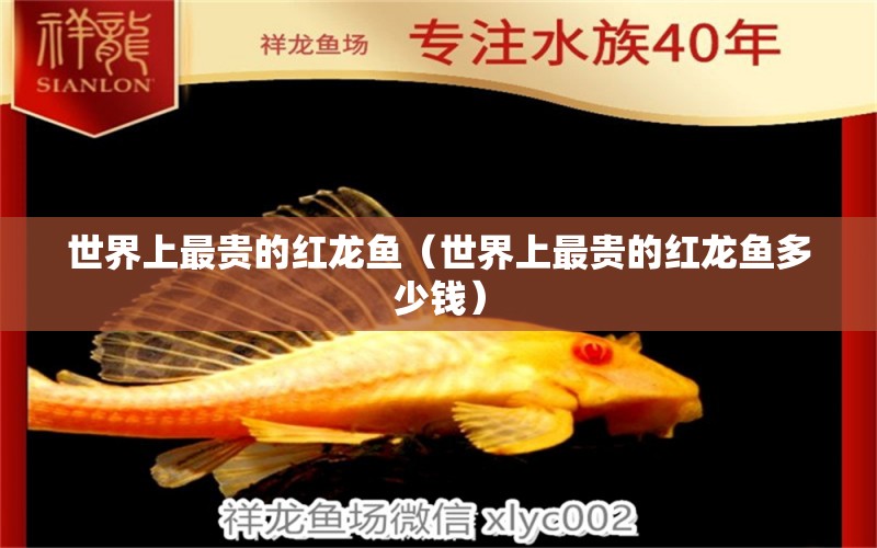 世界上最貴的紅龍魚（世界上最貴的紅龍魚多少錢） 印尼紅龍魚