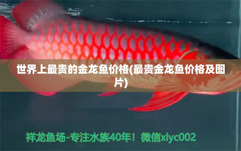 世界上最貴的金龍魚價(jià)格(最貴金龍魚價(jià)格及圖片) 玫瑰銀版魚 第1張