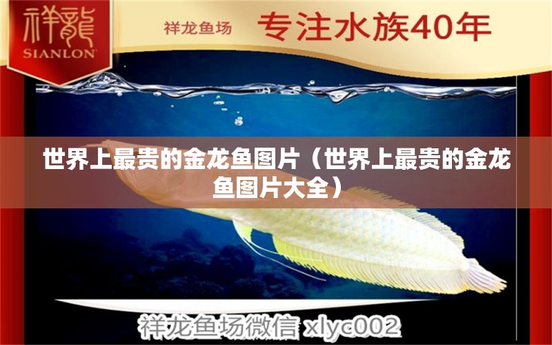 世界上最貴的金龍魚(yú)圖片（世界上最貴的金龍魚(yú)圖片大全）