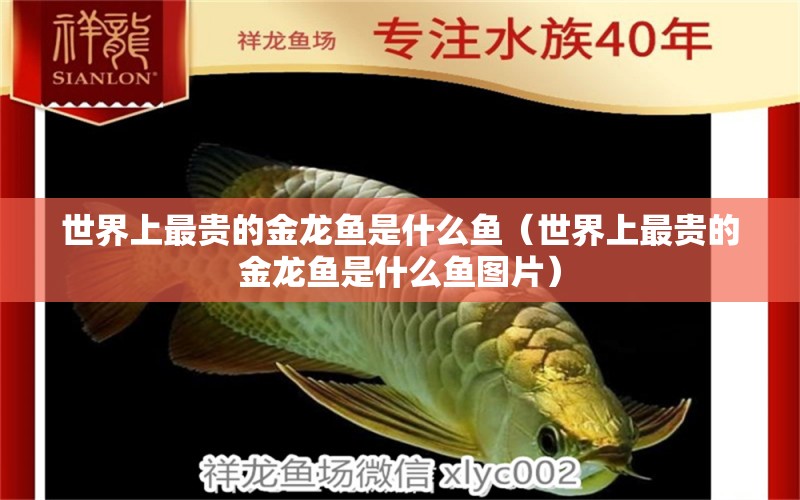 世界上最貴的金龍魚是什么魚（世界上最貴的金龍魚是什么魚圖片） 廣州龍魚批發(fā)市場