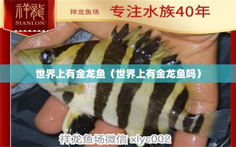 世界上有金龍魚（世界上有金龍魚嗎） 祥龍水族醫(yī)院