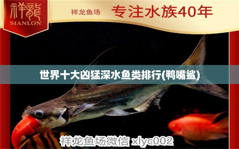 世界十大兇猛深水魚類排行(鴨嘴鯊)