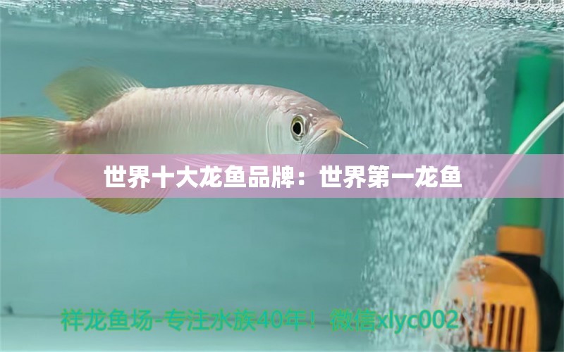 世界十大龍魚品牌：世界第一龍魚