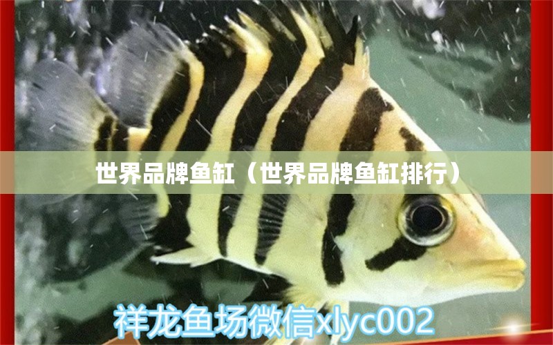 世界品牌魚(yú)缸（世界品牌魚(yú)缸排行） 硝化細(xì)菌