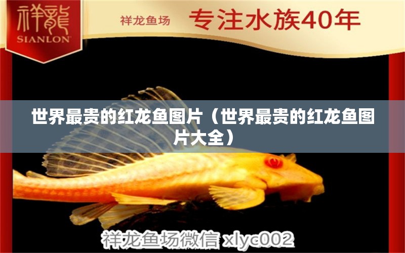 世界最貴的紅龍魚圖片（世界最貴的紅龍魚圖片大全） 印尼紅龍魚