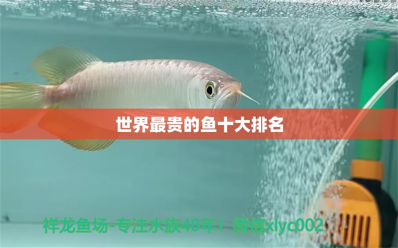 世界最貴的魚十大排名