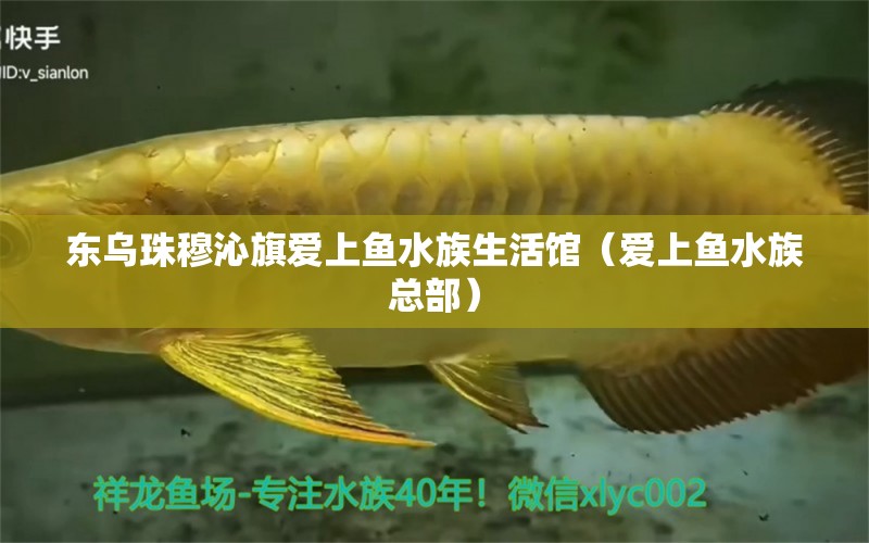 東烏珠穆沁旗愛上魚水族生活館（愛上魚水族總部）