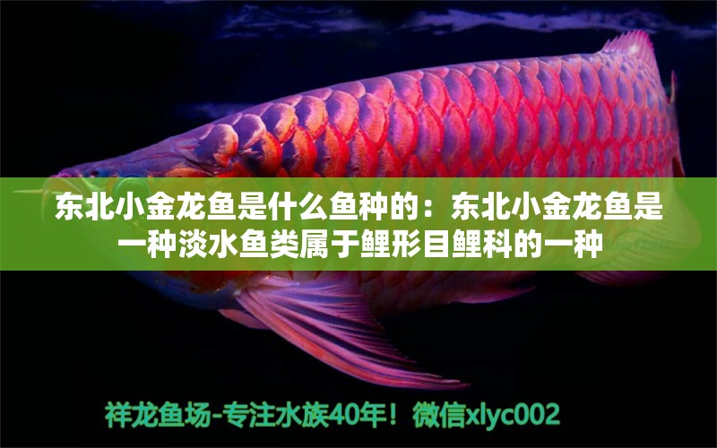 東北小金龍魚是什么魚種的：東北小金龍魚是一種淡水魚類屬于鯉形目鯉科的一種 水族問(wèn)答 第2張