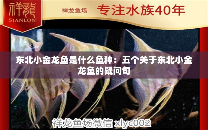 東北小金龍魚是什么魚種：五個關(guān)于東北小金龍魚的疑問句 水族問答 第2張