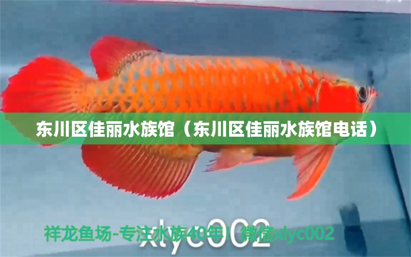 東川區(qū)佳麗水族館（東川區(qū)佳麗水族館電話）