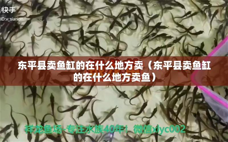 東平縣賣魚缸的在什么地方賣（東平縣賣魚缸的在什么地方賣魚）