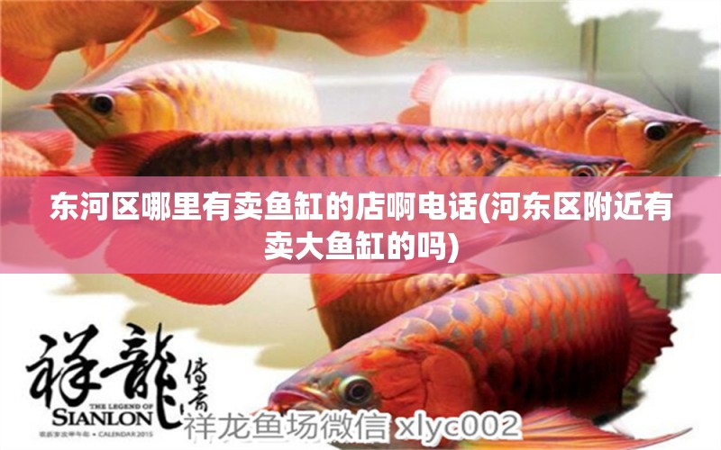 東河區(qū)哪里有賣魚缸的店啊電話(河東區(qū)附近有賣大魚缸的嗎) 虎魚魚苗