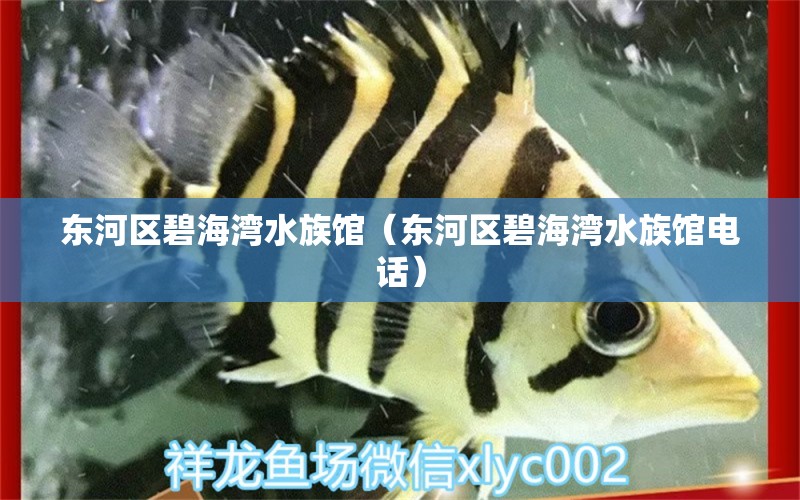 東河區(qū)碧海灣水族館（東河區(qū)碧海灣水族館電話） 全國水族館企業(yè)名錄