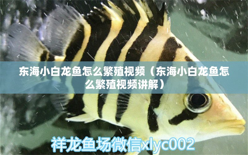 東海小白龍魚怎么繁殖視頻（東海小白龍魚怎么繁殖視頻講解）