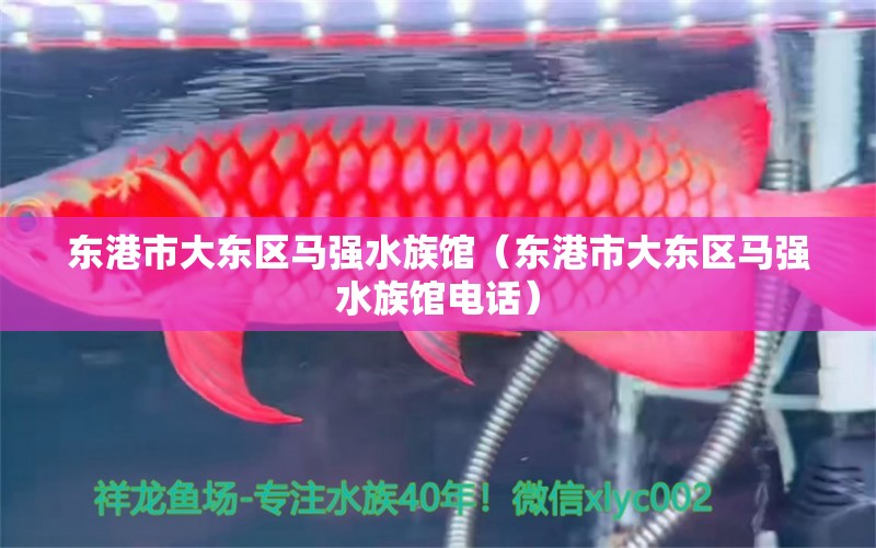 東港市大東區(qū)馬強(qiáng)水族館（東港市大東區(qū)馬強(qiáng)水族館電話） 全國水族館企業(yè)名錄