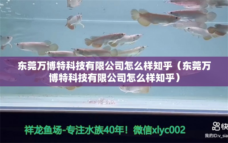 東莞萬博特科技有限公司怎么樣知乎（東莞萬博特科技有限公司怎么樣知乎） 博特水族