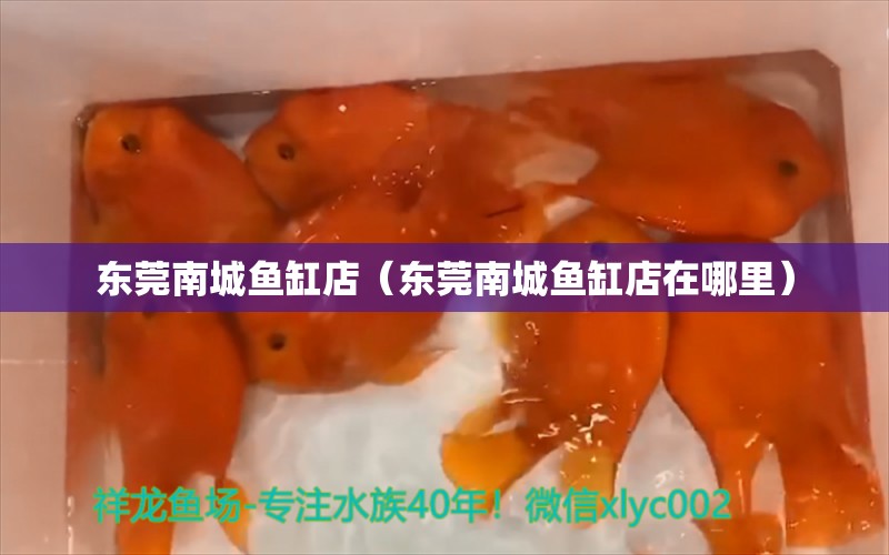 東莞南城魚缸店（東莞南城魚缸店在哪里） 其他品牌魚缸